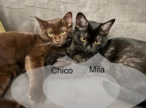 Chico und Mila suchen eine neue Familie 