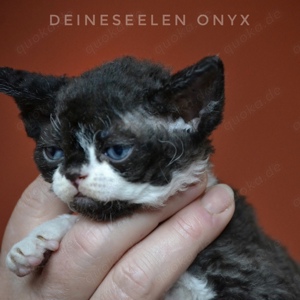 reinrassiger Devon Rex kitten