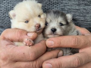 zwergspitz pomeranian boo