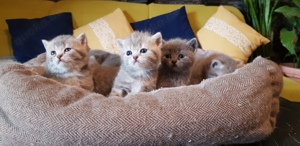 Britische Kurzhaar Reinrassigen Bkh kitten suchen eine liebevolle Zuhause 