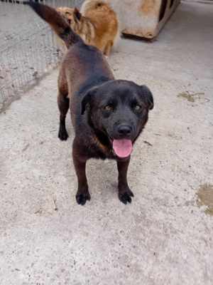 Maro kennt nur das Tierheim, wer holt ihn raus? Bild 5