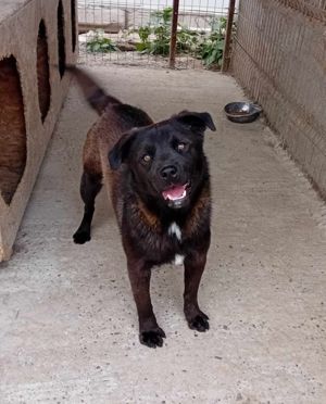 Maro kennt nur das Tierheim, wer holt ihn raus? Bild 4