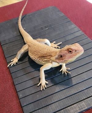 Nachzucht Bartagame- Jungtiere. Pogona Vitticept. Hypo Red.