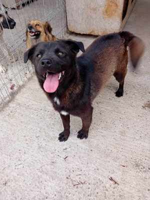 Maro kennt nur das Tierheim, wer holt ihn raus? Bild 2