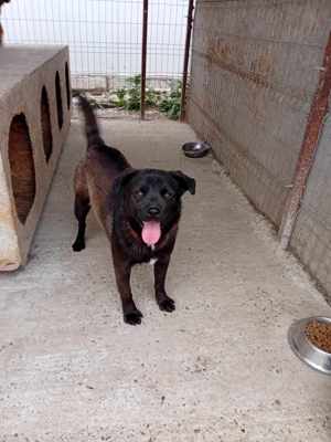 Maro kennt nur das Tierheim, wer holt ihn raus? Bild 3