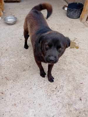 Maro kennt nur das Tierheim, wer holt ihn raus? Bild 6