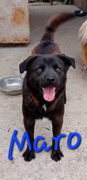 Maro kennt nur das Tierheim, wer holt ihn raus? Bild 7