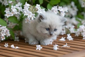 Ragdoll Kitten mit Stammbaum  Bild 3