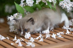 Ragdoll Kitten mit Stammbaum  Bild 5