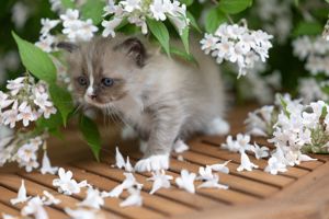 Ragdoll Kitten mit Stammbaum  Bild 4