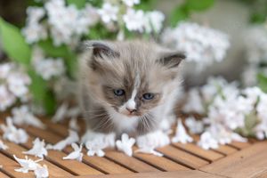 Ragdoll Kitten mit Stammbaum  Bild 7