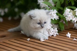 Ragdoll Kitten mit Stammbaum  Bild 2