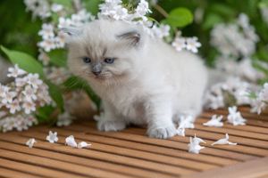 Ragdoll Kitten mit Stammbaum  Bild 8