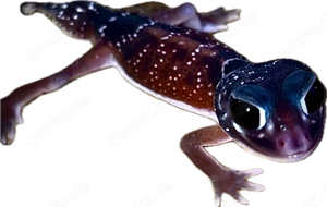 nephrurus L.L. Gecko