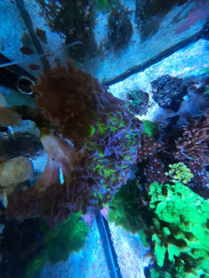 LPS Koralle Euphyllia paraancora Bicolor  Bild 3