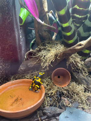 Dendrobates Leucomelas 0.1