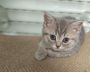 BKH Grey Shaded Kitten