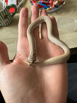 Hakennasennattern - Hognose - Heterodon Nasicus Super G.G