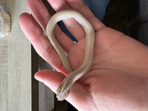 Hakennasennattern - Hognose - Heterodon Nasicus Super G.G