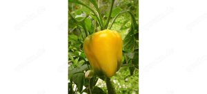 Samen Carolina Reaper, Chili De Cayenne, Jalapeno, Paprika rot gelb grün Bild 6