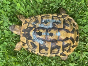 Griechische Landschildkröte THB, männlich adult