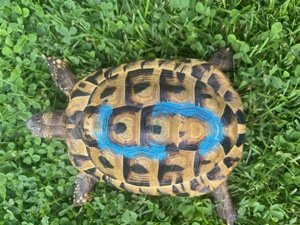 Griechische Landschildkröte THB