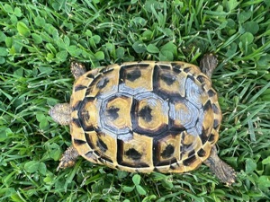 Griechische Landschildkröte THB, NZ 2018