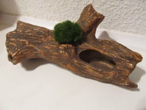 Verkaufe diverse Höhlen mit Mooskugel oder Javamoos bepflanzt Bild 8