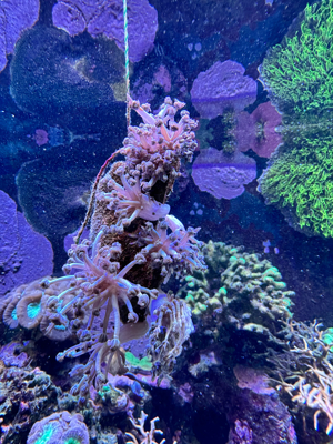 korallen. Weiße pumpende Xenia. Originalfotos. 6bis 7 st auf einem stein gewachsen.  Bild 3