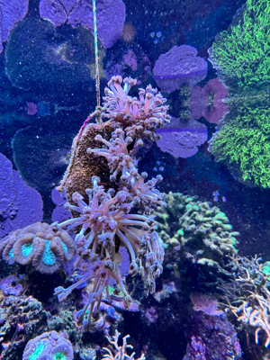 korallen. Weiße pumpende Xenia. Originalfotos. 6bis 7 st auf einem stein gewachsen.  Bild 1
