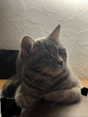 BKH Tabby Katze 1,5 Jahre 