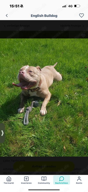 OLDE ENGLISH BULLDOGGE HÜNDIN