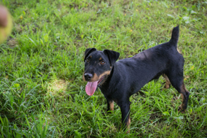 Der Terrier *FIEPSTER* hat keine Zeit, denn er muss spielen, rennen und lernen. 