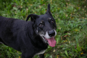 Der Senior *MIKY* ist verschmust und erkundet gerne die Umgebung. 