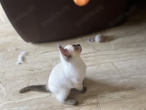 3Siamkitten mänlich suchen ein liebevolles zuhause 