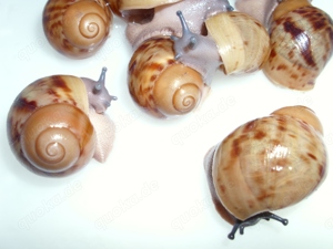 Archachatina marginata ovum, Achatschnecken, Landschnecken, Schnecken