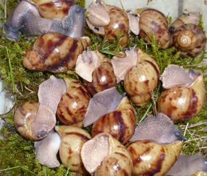 Achatschnecken, Archachatina marginata ovum, Ovums, Schnecken