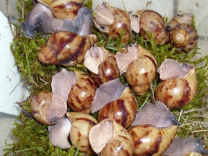 Achatschnecken, Archachatina marginata ovum, Ovums, Schnecken Bild 2