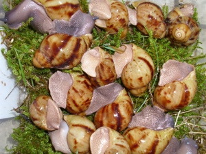 Achatschnecken, Archachatina marginata ovum, Ovums, Schnecken Bild 10