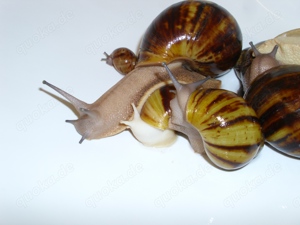 Archachatina marginata ovum, Schnecken, Achatschnecken, Achatina