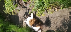 Tierbetreuung Housekeeping Katzenbetreuung, Katzensitter, Hundebetreuung, Hundesitter Bild 6