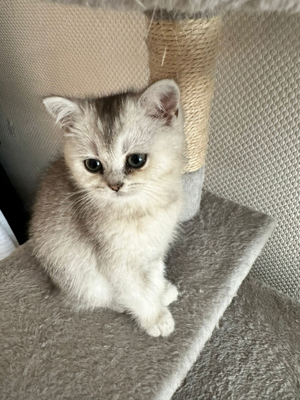 Abgabebereite (nur noch 1 weibliche) BKH Kitten Silver Shaded Golden Shaded Bild 5