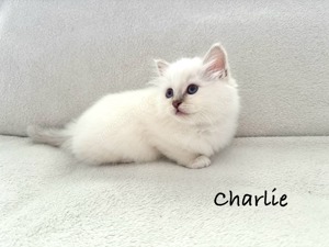 Heilige Birma Kitten Kater unser Charlie 