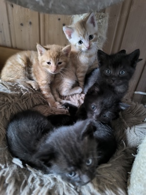 Katzenbabys, Babykatze,Kitten Bild 1
