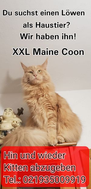 Maine Coon Kitten XXL