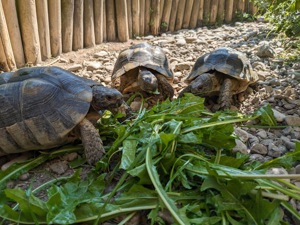 Breitrandschildkröte Testudo Marginata (Adult 2003 2006, männlich)