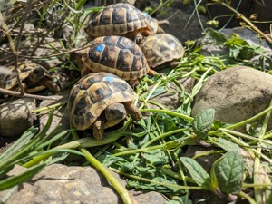 Griechische Landschildkröten THB Nachzuchten 2022