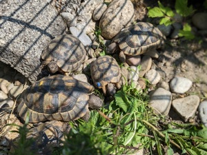 Nachzuchten Breitrandschildkröten Testudo Marginata 2017 Bild 2