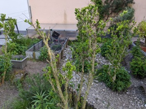 Nachzuchten Breitrandschildkröten Testudo Marginata 2017 Bild 4