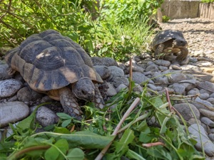 Nachzuchten Breitrandschildkröten Testudo Marginata 2017 Bild 3